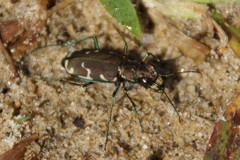Cicindela ancocisconensis