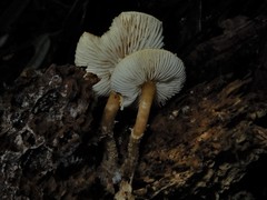 Cystoderma clastotrichum