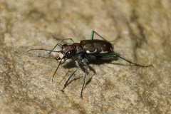 Cicindela ancocisconensis