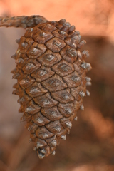 Pinus lawsonii