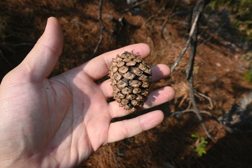 Image of Pinus lawsonii by (c) Dante S. Figueroa, some rights reserved (CC BY-SA)