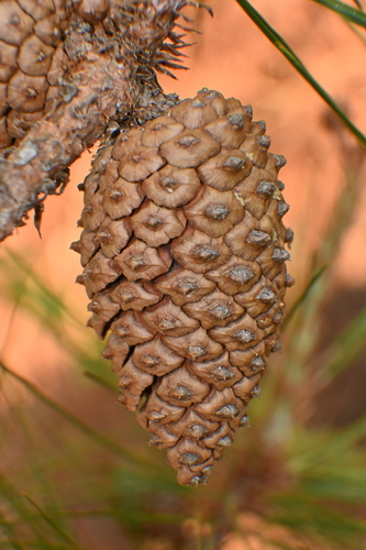 Pinus lawsonii, photograph 5
