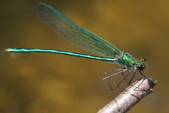 Calopteryx angustipennis