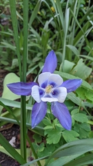 Aquilegia coerulea coerulea