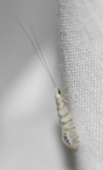 Nectopsyche exquisita