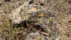 Rigiopappus leptocladus