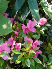 Rhododendron kaempferi