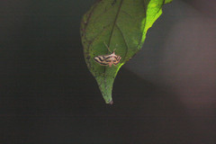 Perisyntrocha