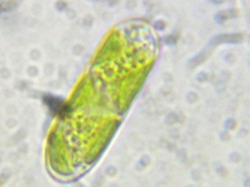 Spirotaenia endospira