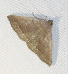 Zanclognatha obscuripennis