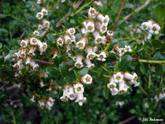 Escallonia alpina