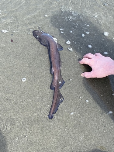 Brown cat shark (Apristurus brunneus) — Scyliorhinidae — 5