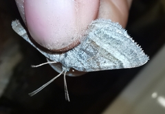 Scotopteryx coarctaria