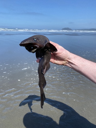 Brown cat shark (Apristurus brunneus) — Scyliorhinidae — 4