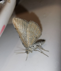 Scotopteryx coarctaria