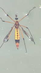 Hesperotipula