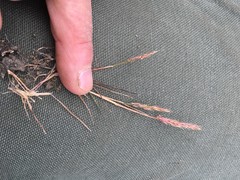 Agrostis microphylla