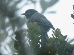 Pseudospingus verticalis