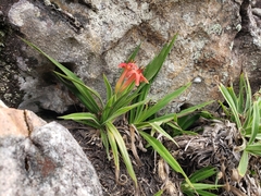 Barbacenia tomentosa