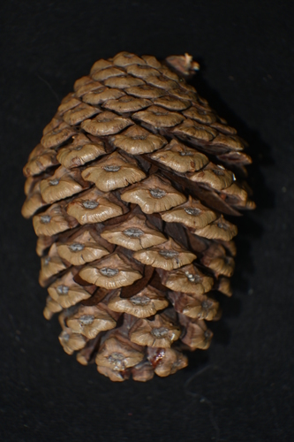 Pringle's pine (Pinus pringlei)