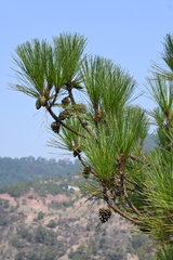 Pinus pringlei