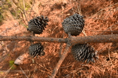 Pinus pringlei