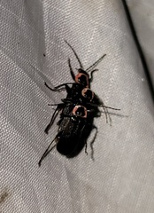 Atalantycha neglecta