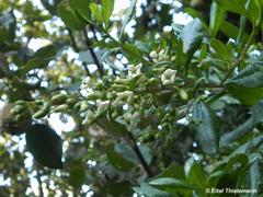 Escallonia illinita