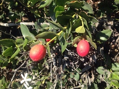 Carissa macrocarpa