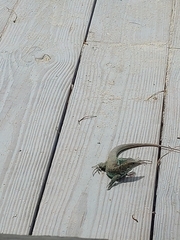 Pholidoscelis plei
