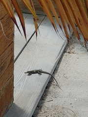 Pholidoscelis plei