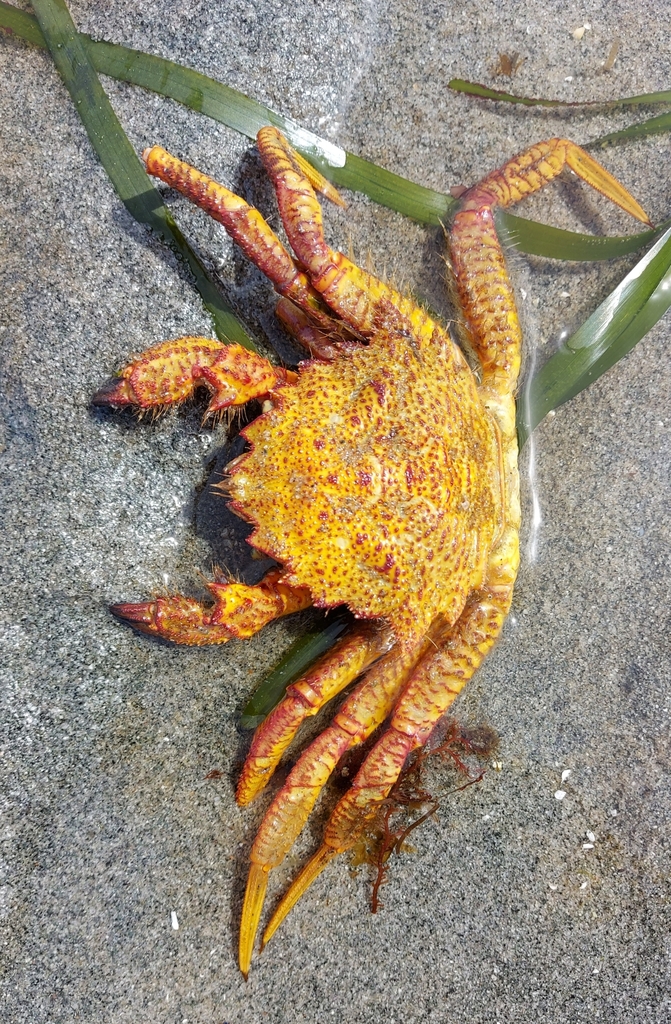 Helmet Crab