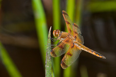 Libellula semifasciata