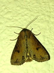 Apamea alia