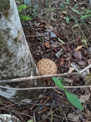 Boletellus ananas image