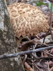 Boletellus ananas image