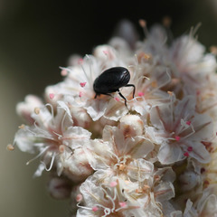 Orphilus subnitidus