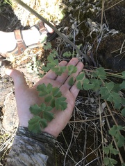 Lomatium howellii