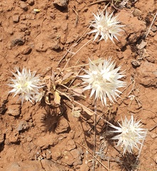 Chardinia orientalis