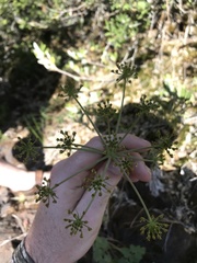 Lomatium howellii