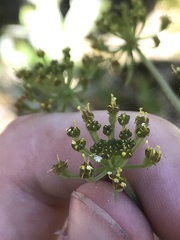 Lomatium howellii