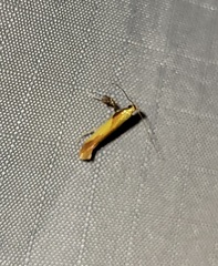 Caloptilia superbifrontella