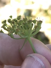 Lomatium howellii