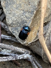 Saxinis saucia