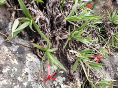 Barbacenia tomentosa