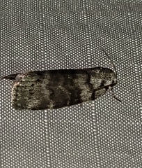 Polygrammate cadburyi