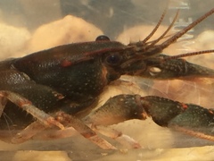Cambarus halli