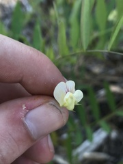 Lathyrus delnorticus