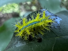 Quasithosea obliquistriga