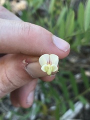 Lathyrus delnorticus